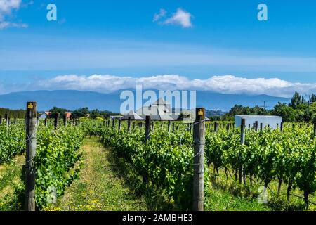 Margrain vineyard Martinborough Wairarapa New Zealand Stock