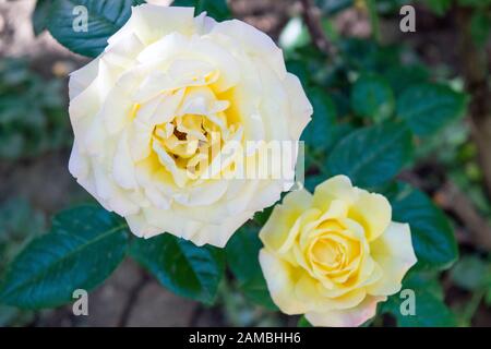 Two beautiful yellow roses: a big one and a smaller one in a close up photograph taken from above. Stock Photo