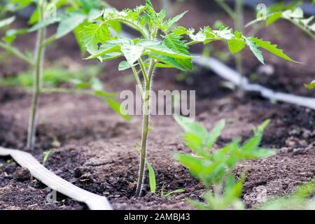 Small tomato plant cultivated in greenhouse. Close up photo, daylight. Stock Photo