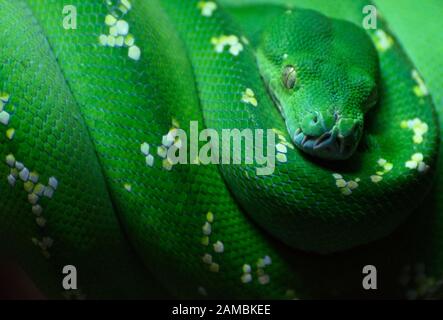 Green Tree Python Morelia viridis / Chondropython viridis Stock Photo