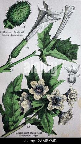 poisonous plants, Datura stramonium, known by the English names jimsonweed or devil's snare, Hyoscyamus niger, commonly known as henbane, black henbane or stinking nightshade  /  giftige Pflanzen, Datura stramonium, bekannt unter den englischen Namen jimsonweed oder devil's snare, Hyoscyamus niger, allgemein bekannt als henbane, black henbane oder stinkender Nachtschatten, Historisch, digital improved reproduction of an original from the 19th century / digitale Reproduktion einer Originalvorlage aus dem 19. Jahrhundert, Stock Photo