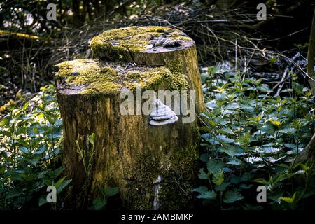 An old tree stump covered in moss and fungus. Seen as the sunlight shines through the leaves of the thick forest. Stock Photo