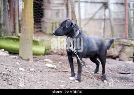 Big black guard dog chained in the backyard Stock Photo