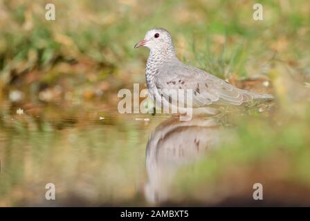 Common ground dove (Columbina passerina) drinking water, Texas, USA Stock Photo