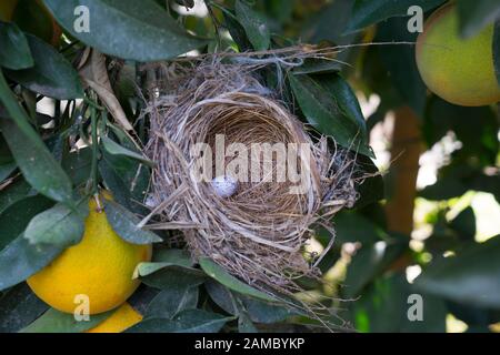 Bird's nest with egg Stock Photo