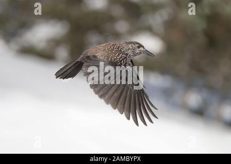Eurasian nutcracker in flight on snow (Nucifraga caryocayactes) Stock Photo
