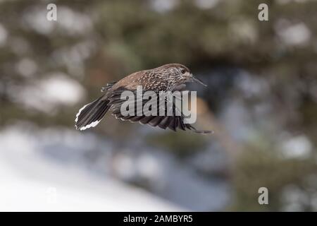 Eurasian nutcracker in flight on snow (Nucifraga caryocayactes) Stock Photo