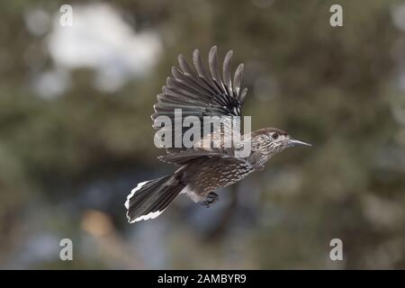 Eurasian nutcracker in flight on snow (Nucifraga caryocayactes) Stock Photo