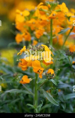 Erysimum ‘Allonii’. Wallflowers in the garden. Stock Photo