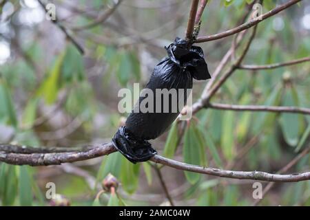 Air layering propagation of a rhododendron shrub using plastic bag. Stock Photo