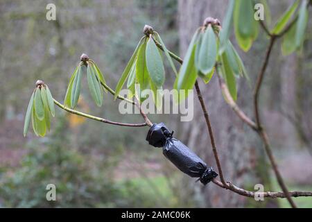 Air layering propagation of a rhododendron shrub using plastic bag. Stock Photo