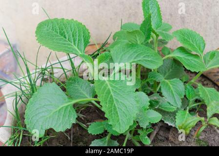 Close-up healthy Mexican mint Plectranthus Amboinicus growing in pot in Vietnam Stock Photo