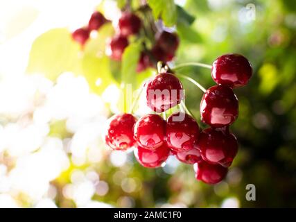 Bunch of ripe sour cherries hanging on a cherry tree Stock Photo