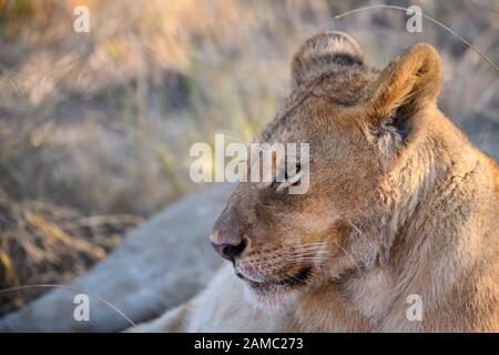 Lion, Panthera leo, Macatoo, Okavango Delta, Botswana Stock Photo