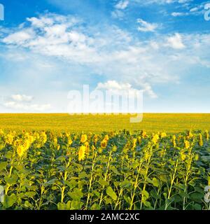 Field with blooming sunflowers and cloudy sky Stock Photo