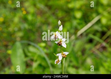Rare bee orchid (Ophrys apifera) flowers growing and flowering in summer in the ruins of the castle at Dvigrad (or Duecastelli), Istria, Croatia Stock Photo