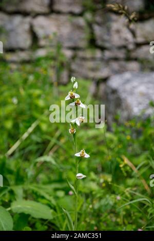 Rare bee orchid (Ophrys apifera) flowers growing and flowering in summer in the ruins of the castle at Dvigrad (or Duecastelli), Istria, Croatia Stock Photo