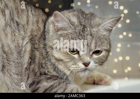 Fluffy cat sitting on the background of the window. Stock Photo