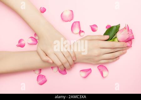 International Womans day and Happy Valentines, Mothers day concept. The woman hands hold rose flowers on a pink background. A thin wrist and natural Stock Photo