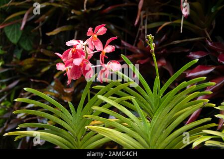 Orchid in Orchid Garden, Changi Airport, Singapore Stock Photo