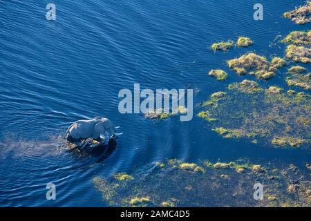 Aerial view of African Elephant, Loxodonta africana, crossing the water, Macatoo, Okavango Delta, Botswana Stock Photo