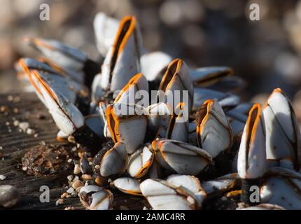 Closeup of gooseneck barnacles on driftwood on pebble beach Stock Photo