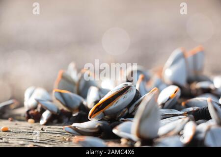 Closeup of gooseneck barnacles on driftwood on pebble beach