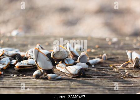 Closeup of gooseneck barnacles on driftwood on pebble beach Stock Photo