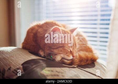 Ginger cat sleeping on cushion in living room by window. Pet having nap at home Stock Photo