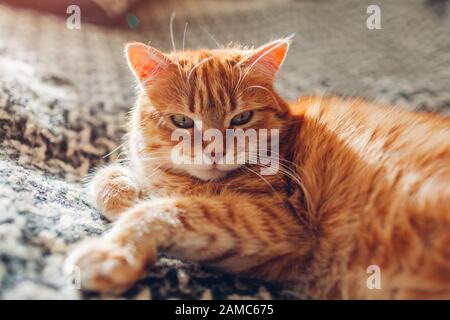 Ginger cat relaxing on couch in living room lying on blanket. Pet enjoying sun at home Stock Photo