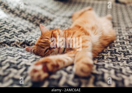 Ginger cat sleeping on couch in living room lying on blanket. Pet having nap at home Stock Photo