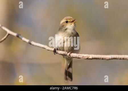 little bird sings sitting on a branch Stock Photo