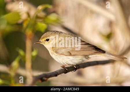spring bird sits among green leaves Stock Photo