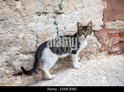 Istambul homless cat looking to camera Stock Photo