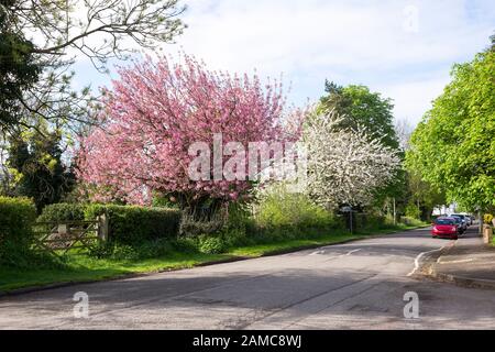 Spring blossom trees on a rural village road Stock Photo