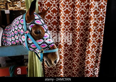 A horse in a stable at a county fair in the United States. Stock Photo