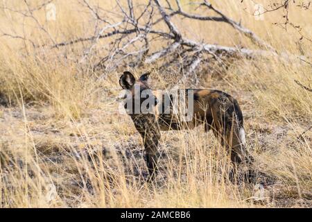 African wild dog, Lycaon pictus, Macatoo, Okavanago Delta, Botswana. Also known as Painted Wolf. Stock Photo