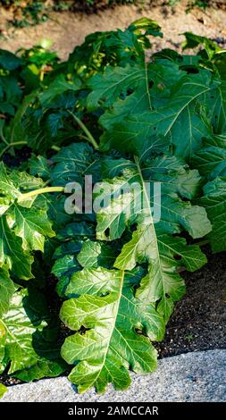 Acanthus leaves closeup Stock Photo