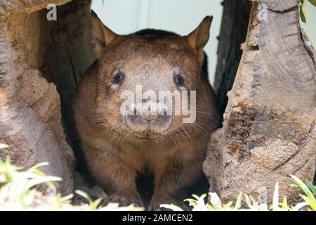 Southern Hairy-nosed Wombat from Rainforestation Nature Park Kuranda QLD Australia Stock Photo