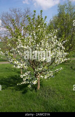 Apple tree in full bloom with a blue sky Stock Photo