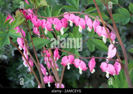 Dicentra spectabilis also known as Venus's car, bleeding heart, or lyre flower Stock Photo