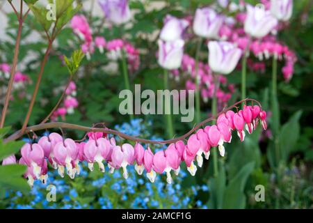 Dicentra spectabilis also known as Venus's car, bleeding heart, or lyre flower Stock Photo