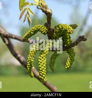 Close up of catkins on a common hazel or Corylus avellana with a blurred background. Stock Photo