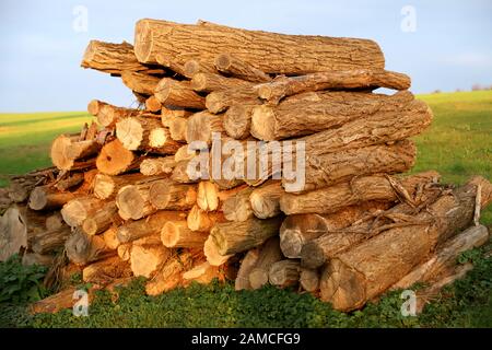 Freshly cutted chopped firewood. Logs stacked and prepared for heating winter season Stock Photo