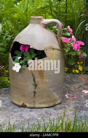 Close-up of cracked ceramic jug planter with white and pink Impatiens flowers on flagstone surface in private backyard formal garden in early summer. Stock Photo