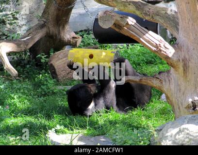 Isabel bear playing with a yellow wooden scroll, Latin Ursus arctos isabellinus or Himalayan bear, they are a subspecies of the brown bear Stock Photo