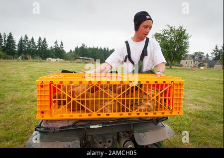 Matt Schwab chooses heritage chickens for harvest. Small family farmers Matt and Jen Schwab operate 'Inspiration Plantation' an organic farm outside of Ridgefield, Washington. The couple raises and harvests their own heritage chickens, and seasonally inviting their customers in the community to visit their farm and help with the poultry harvest. Once the birds are killed, they're placed in a bath of near boiling water to loosen the feathers and then rotated in a washing machine-like tub with rubber appendages that pull the feathers out. Visiting helpers can participate in every step of the pro Stock Photo