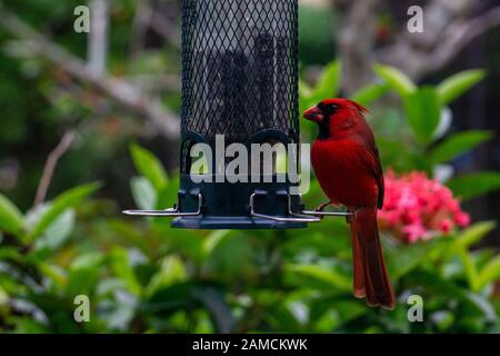 Bright red and black male Northern Cardinal (Cardinalis cardinalis) on a bird feeder, Stuart, Martin County, Florida, USA Stock Photo