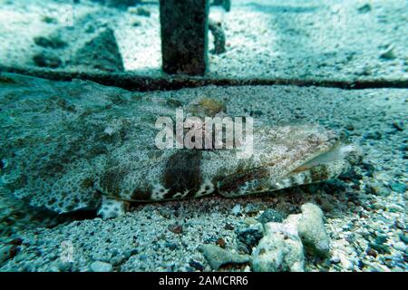 Teppich-Krokodilfisch (Papilloculiceps longiceps), El Quseir, Ägypten