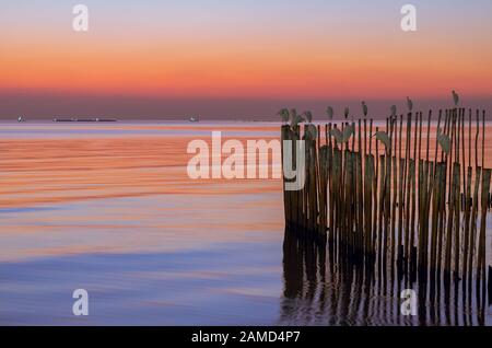 Colorful sea when sunset moment with the woods stick in the sea that have blurred moving birds on them. Stock Photo